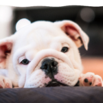 Heatstroke and pets