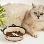 Obesity is the New Inflammation