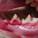 FLIP THAT LIP: Pet Dental Health (part 2 of a series)