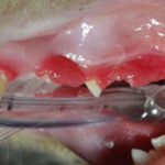 FLIP THAT LIP: Pet Dental Health