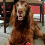 “Rowdy’s” Story… A healing journey!
