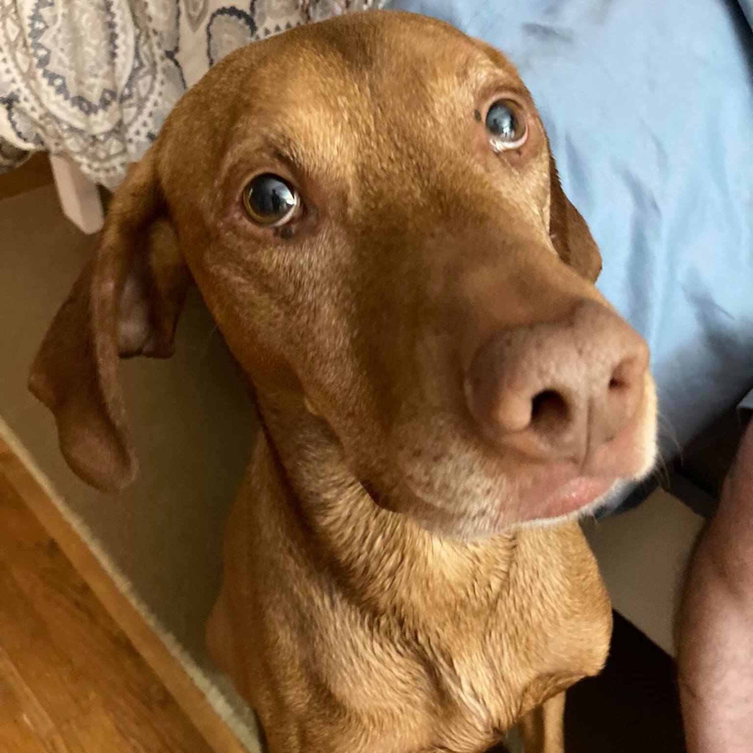 The physical exam/lab work and your pet: Part 2